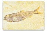 Detailed Fossil Fish (Knightia) - Wyoming #379461-1